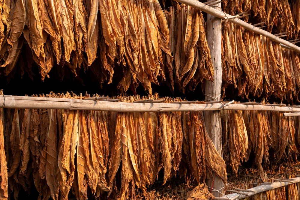 El tabaco puede servir para abaratar la producción de medicamentos complejos.
