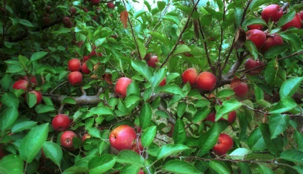 Destacaron que el programa es un ejemplo de articulación institucional
