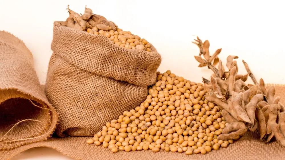 Granos de soja.
