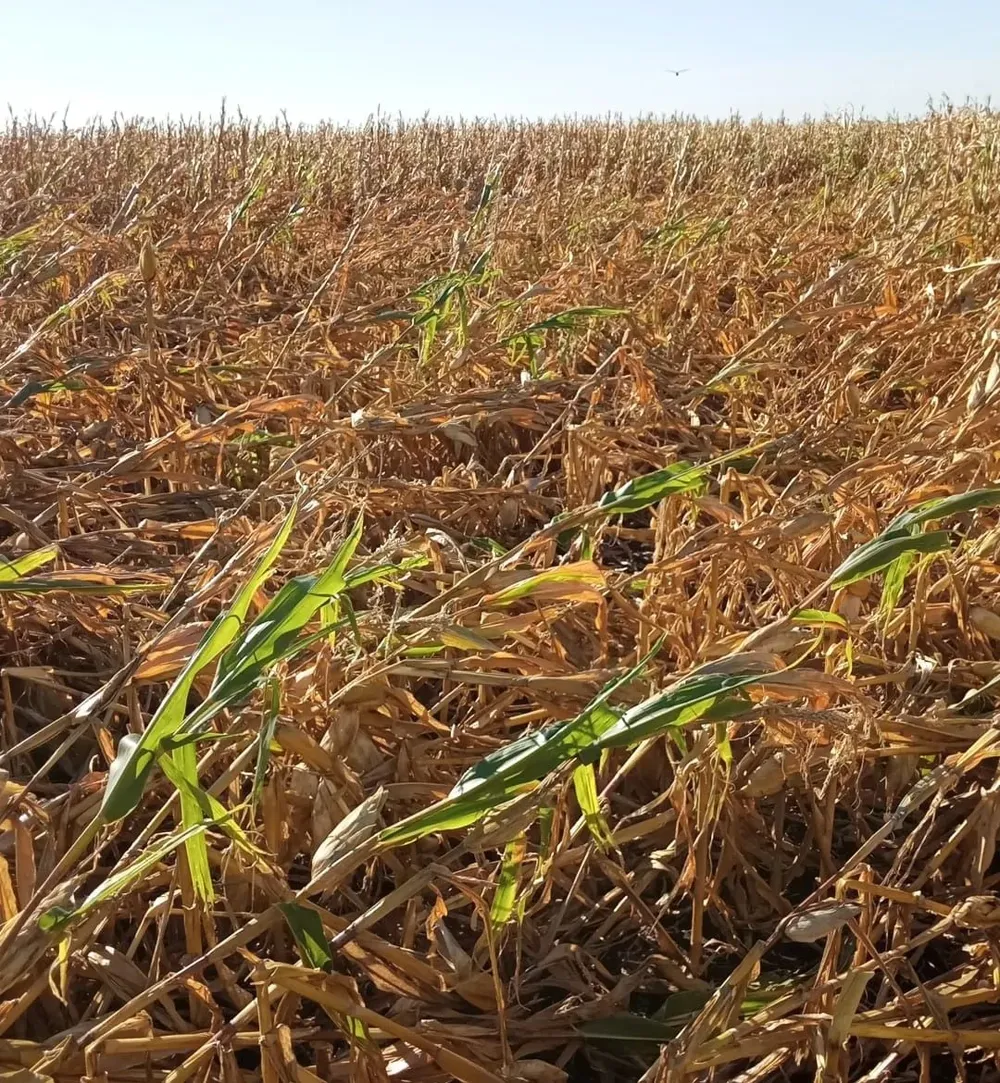 Daños en maíces de primera por viento.