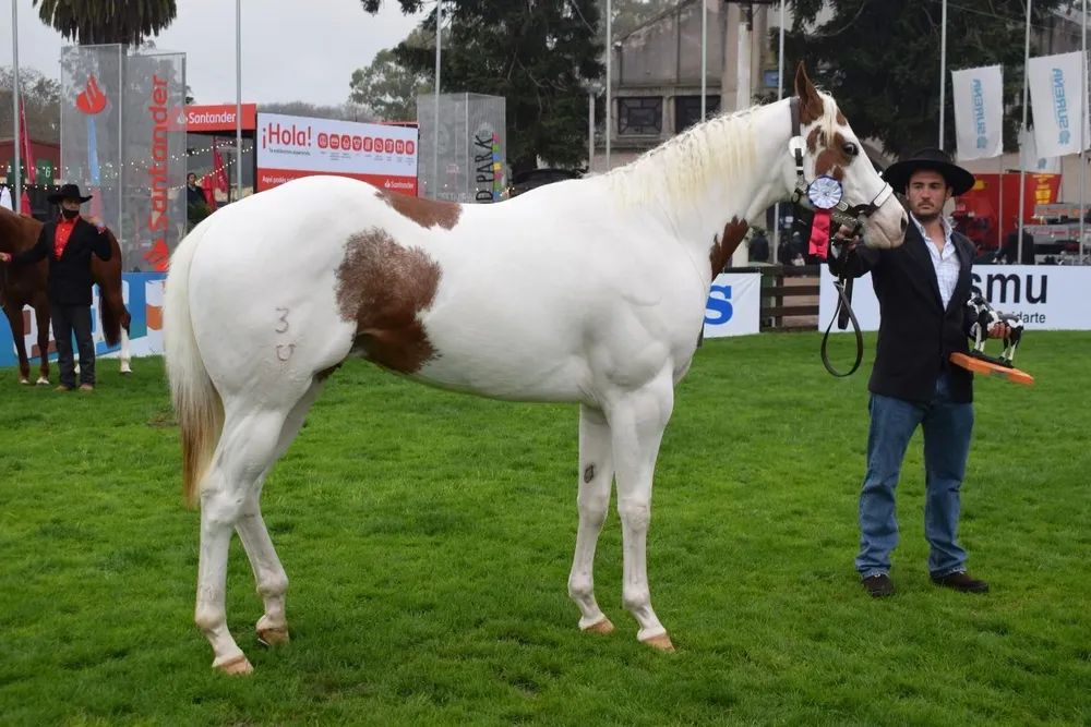 El Gran Campeón Paint Horse es un caballo que fue importado desde Brasil en 2020.