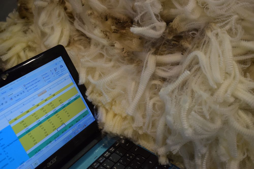 SUL: mejoraron los ingresos por colocaciones de lanas en el exterior.