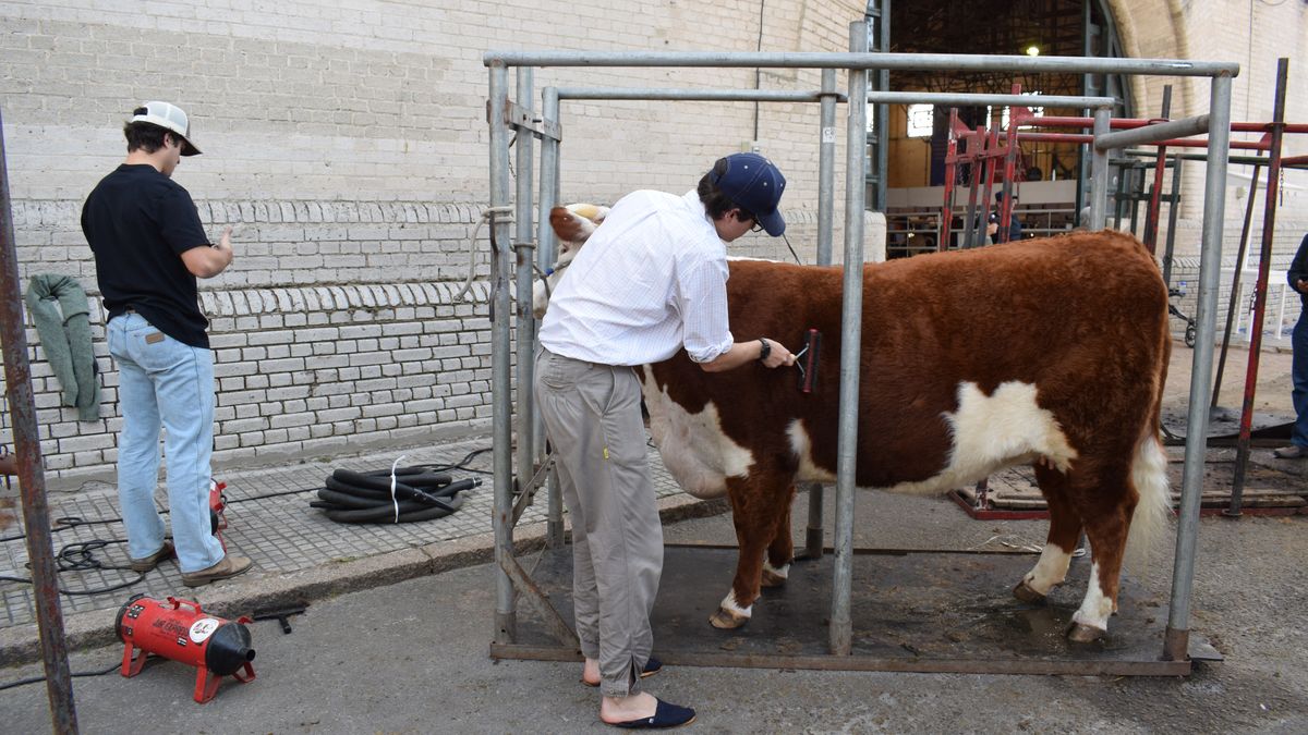 Arranca la Expo Rural del Prado, ¿qué se puede hacer el día del estreno en el predio de ARU?