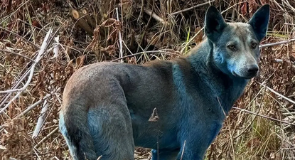 El color azul brillante de los perros. (Imagen: Clean Futures Fund)