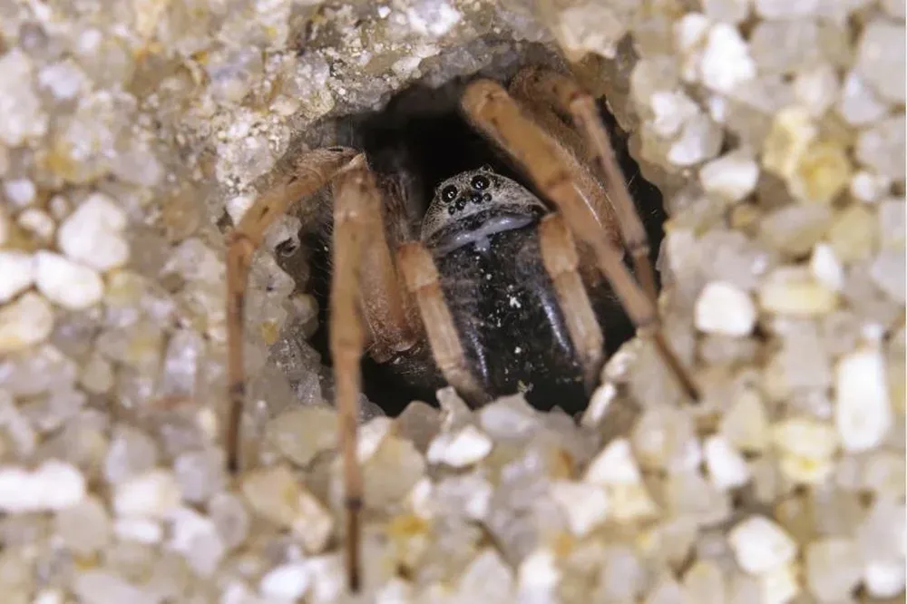 1. Allocosa brasiliensis Estas arañas que viven en los arenales costeros del Océano Atlántico presentan inversión parcial de roles sexuales. El macho construye la cueva donde la hembra ingresa para aparearse y tener sus crías. Si aparece una con bajo valor reproductivo (no es joven ni virgen), puede canibalizarla, algo muy extraño no ya entre las arañas, sino en el reino animal en general. El hallazgo de este comportamiento le valió el reconocimiento internacional a la aracnóloga uruguaya Anita Aisenberg