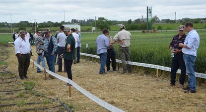 Cultivos de invierno: recorrida, durante la ADP Zone 2024, por ensayos con trigo; también se observaron maíces recién instalados, con riego, y producción de arveja.