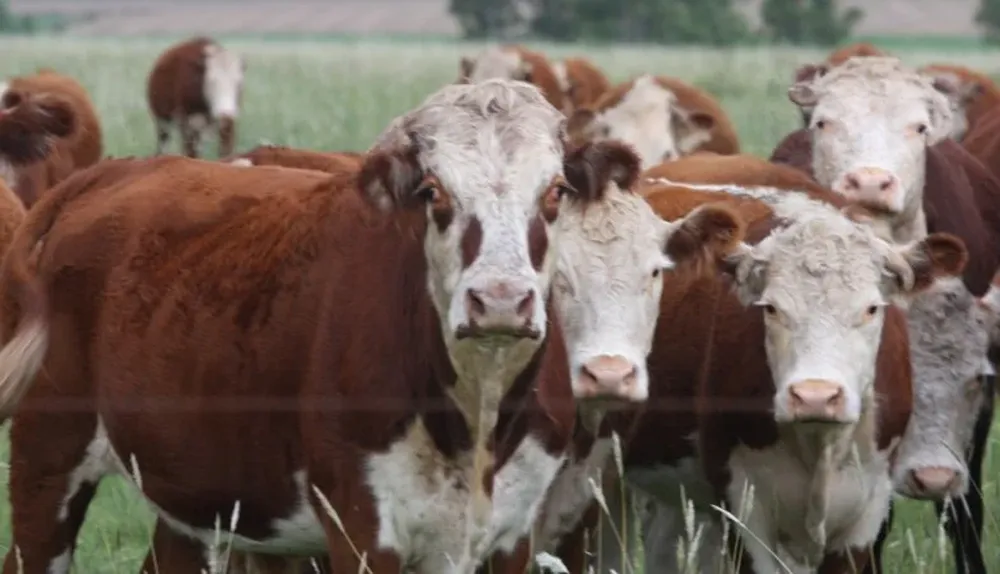 El volumen de faena bovina de octubre fue 18,6% superior al de setiembre
