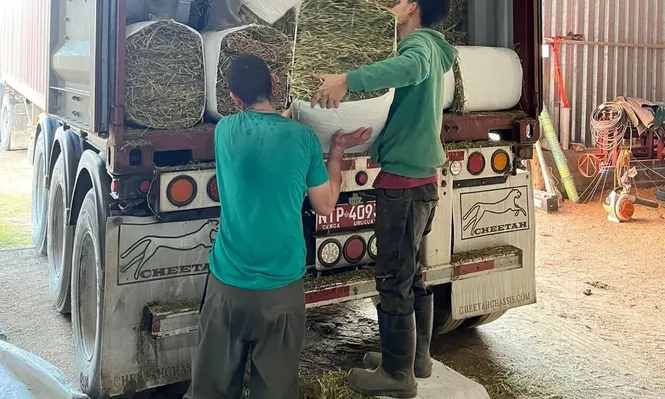 Se exportaron 734 fardos de entre 20 y 25 kilos de alfalfa cada uno.