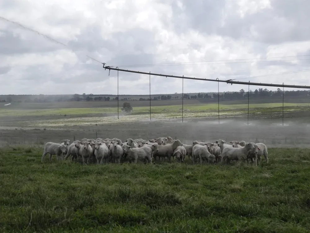 El riego en pastura para una invernada de corderos