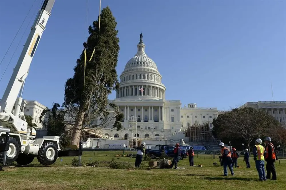 Estados Unidos- Varias personas trabajan en la plantación del árbol de Navidad en frente de la puerta oeste del Capitolio