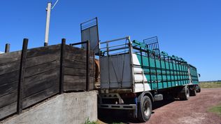 El bienestar animal, en cada instancia de la cadena agroindustrial de la carne, es fundamental.