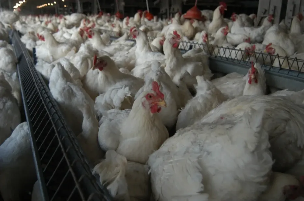 Vigilan que el calor les afecte lo menos posible