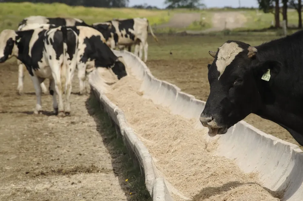La edición Nº 11 de la Feria de Prolesa se realizó con seis días de venta.