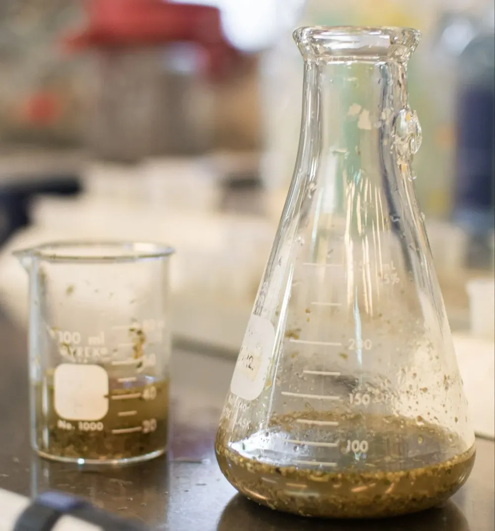 La yerba mate usada en el laboratorio del Clemente Estable.