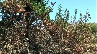 La pérdida es en la cosecha actual y la proyectada.