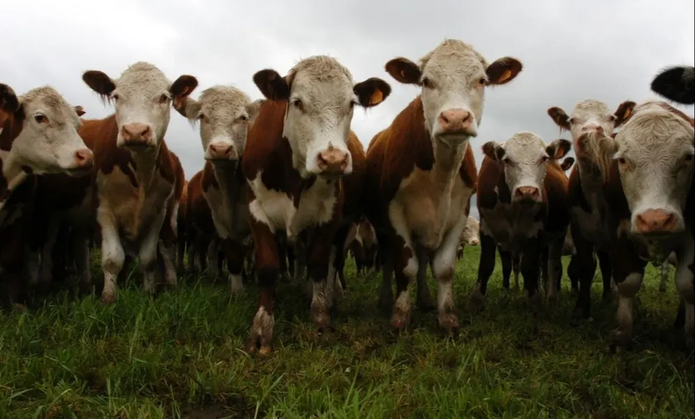 El Instituto Plan Agropecuario presentó los resultados de las carpetas verdes.