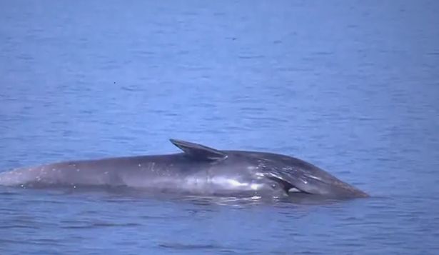 Qué se sabe de la ballena varada que apareció en Vicente López
