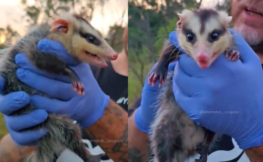 Alternatus Uruguay liberó una comadreja&nbsp;overa