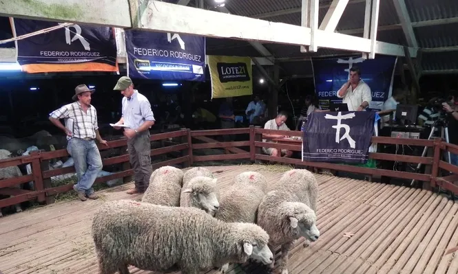 El remate se realizó en el marco de la Expo Ovina de Melo
