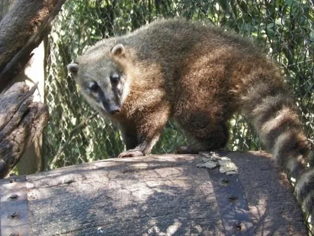 Coatí