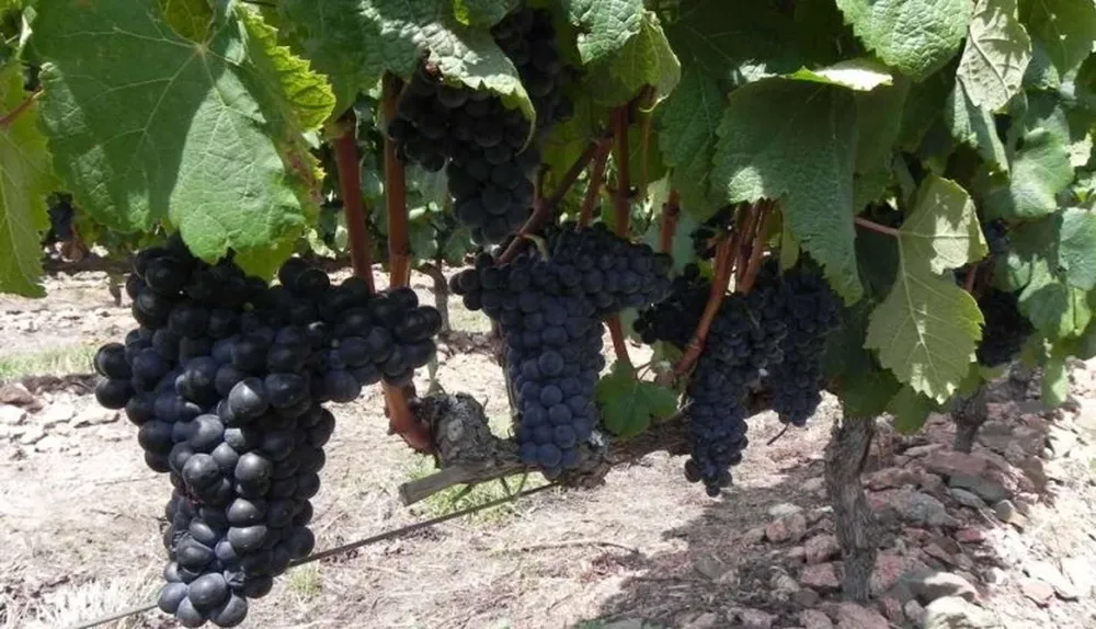 Las uvas lucen un buen estado