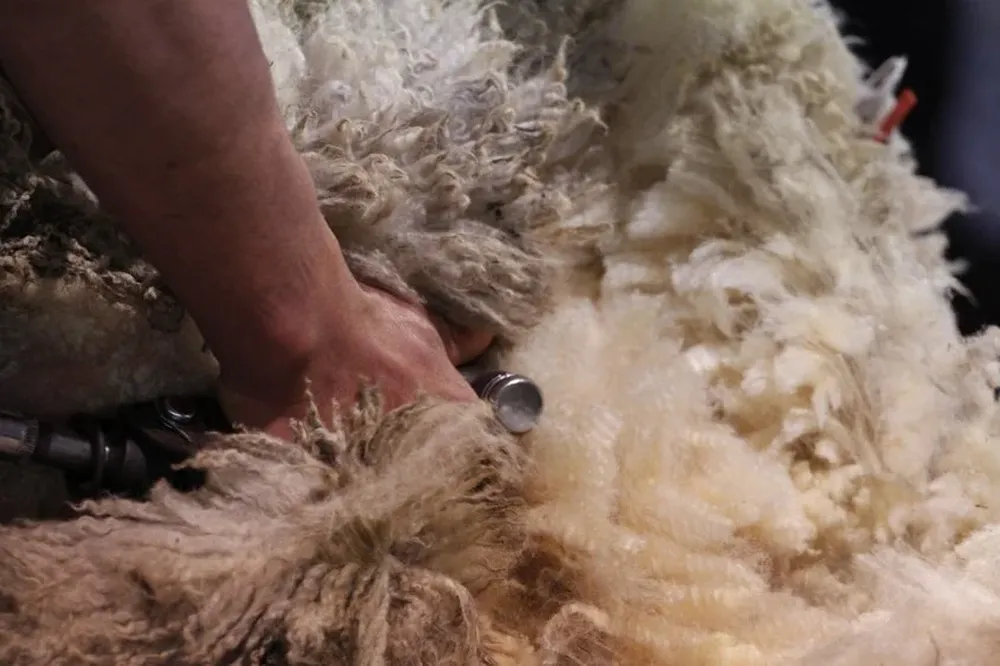 Cierre del IME de la zafra anterior ajustó el valor en dólares estadounidenses de US$ 11,54 a US$ 11,67