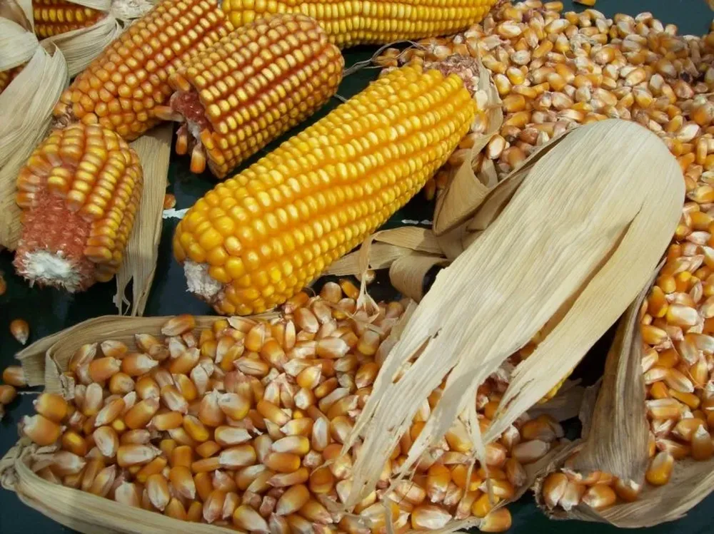 Estiman en 15 millones de toneladas por año la demanda de etanol para cumpllir con las nuevas metas