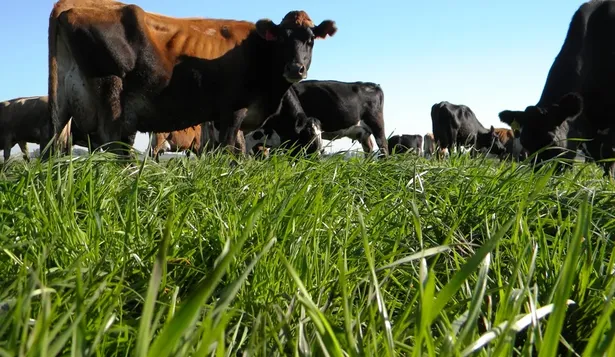 Preocupación por aumento de casos de muertes por intoxicación con base en consumo de pasturas no adecuadas.