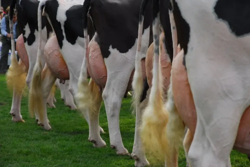 Vuelven las Holando a la Rural del Prado.