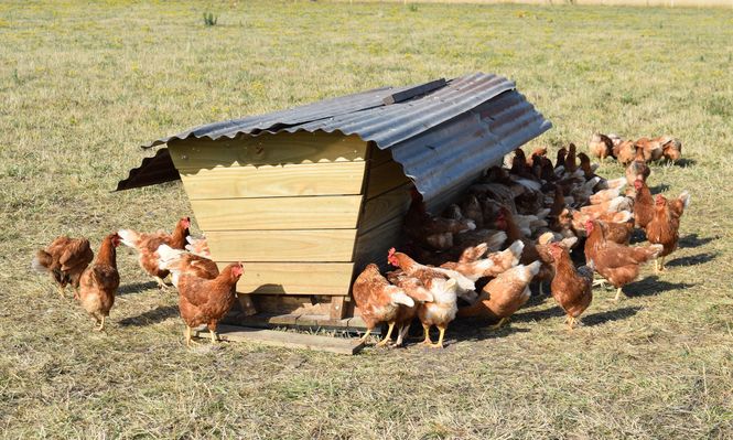 Gripe aviar: prohibieron movilizar aves de traspatio y otras no controladas a través del Sistema de Monitoreo Avícola.