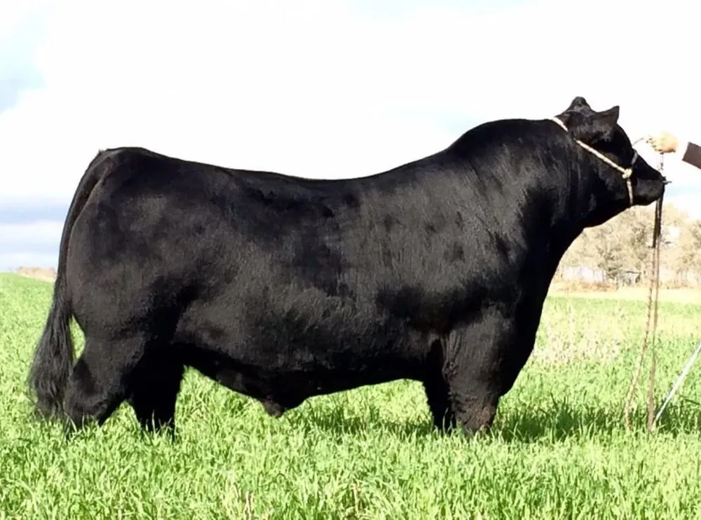 Bienhecho se expondrá en la Exposición Rural de Palermo de este año