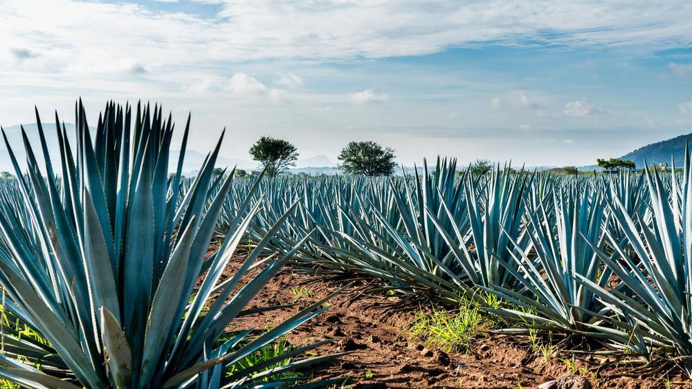 El agave es fundamental para la elaboración del tequila.