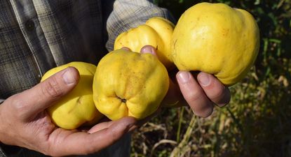 Lista Inteligente: el membrillo es uno de los productos seleccionados.