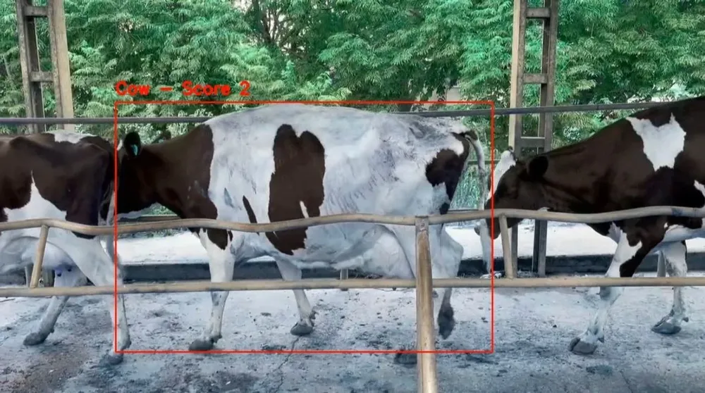 CowIA permite identificar vacunos con problemas de patas.