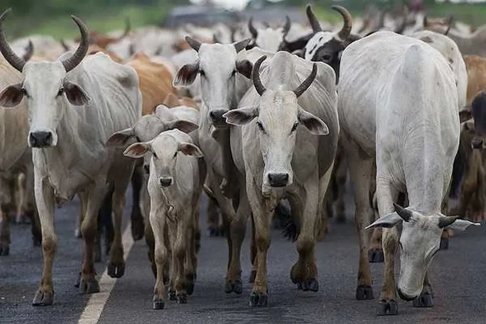 Problemas para la agroindustria ganadera de Brasil.