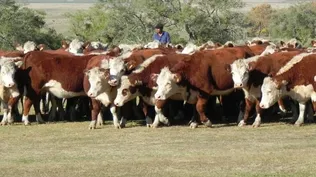 Productores ganaderos del Mercosur afectados por la decisión de un gran importador desde el bloque europeo.