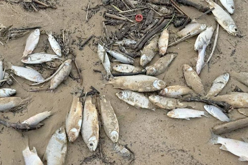 Peces muertos en Mercedes