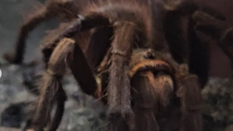 "Era su mascota": encontraron una tarántula entre las pertenencias de un paciente del Hospital Vilardebó
