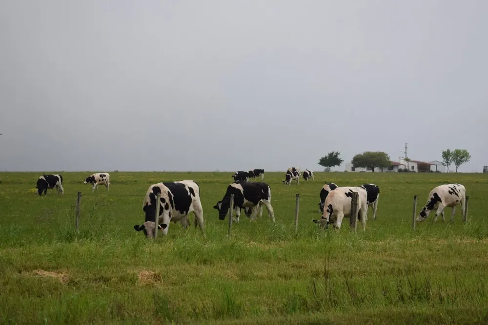 Volvieron las lluvias sobre las lecheras.
