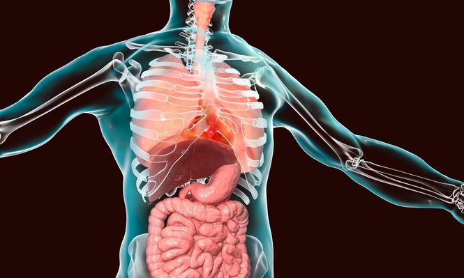 Los órganos ocupan un lugar establecido dentro del cuerpo.