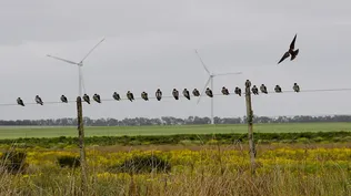 Misterio en Francia: molinos eólicos acusados de matar vacas y reducir producción láctea