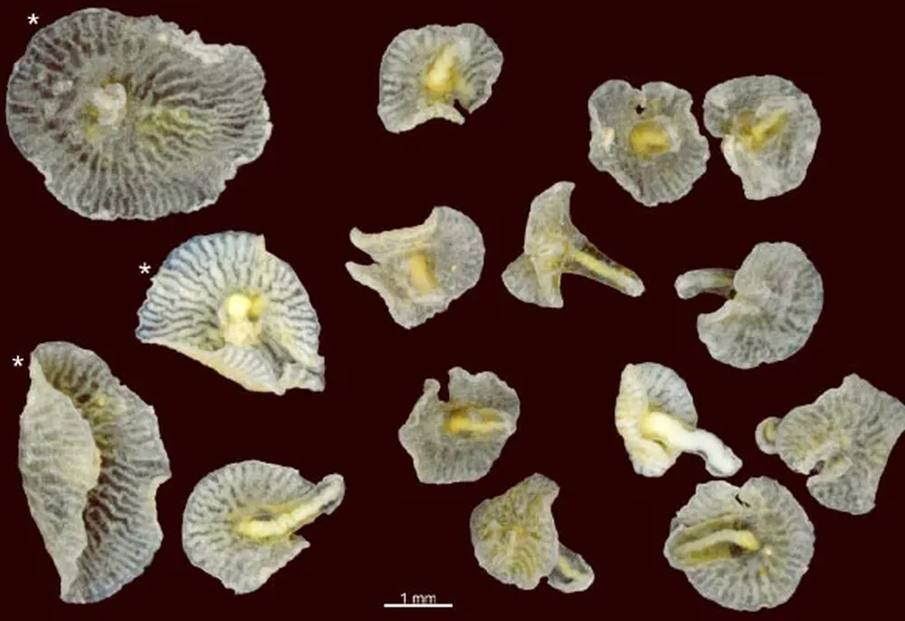 Torquigener albomaculosus, de la isla volcánica de Oshima (Pacífico)