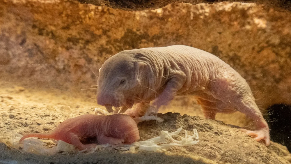 Un rata topo y su cría