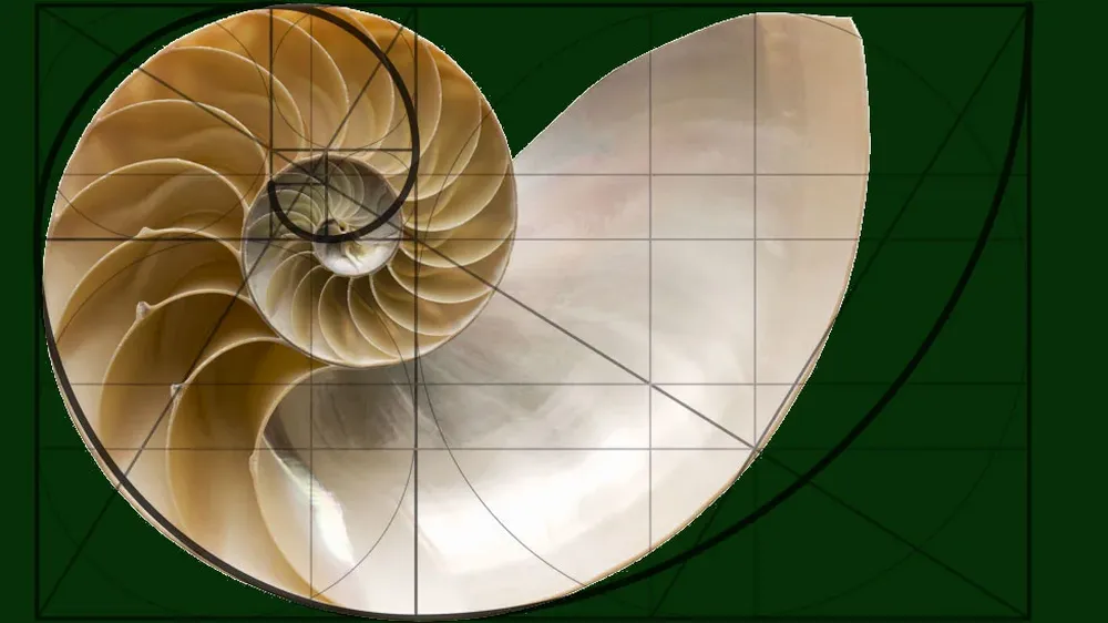 La hermosa concha del nautilinos con su espiral logarítmica es la imagen clásica usada para ilustrar el desarrollo del cálculo.