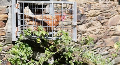 España prohibe cría de gallinas al aire libre