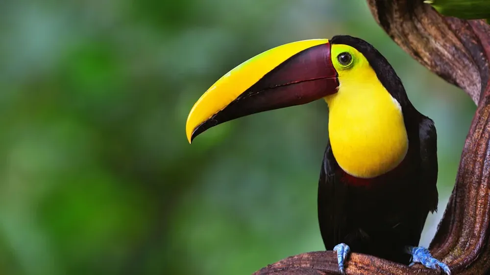 los expertos alertan que el escenario más aterrador se observa con respecto a las especies vulnerables, cuya tasa de extinción total podría alcanzar al 184 % en condiciones de emisiones de carbono intermedias.