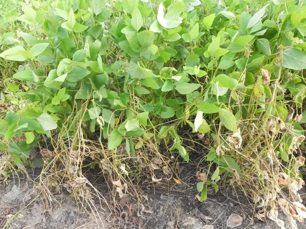 El estado de los cultivos varía mucho dependiendo la zona del país.