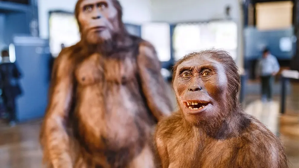 El homo sapiens convivió con el nenadertal