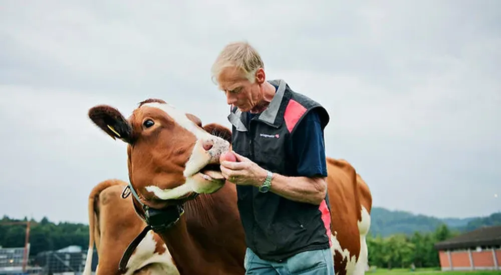 El granjero suizo Christian Oesch participa de la fase de prueba del detector electrónico de calor, por lo que recibe un SMS cada vez que sus vacas entran en período de celo
