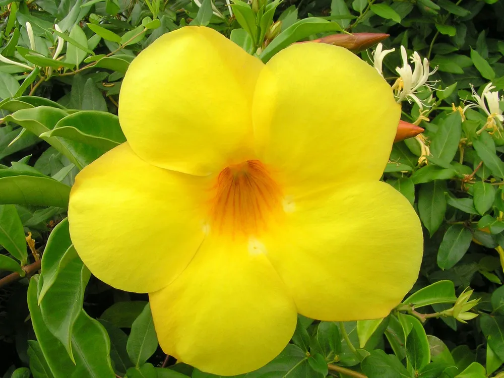 Allamanda cathartica o flor de mantequilla, nativa de Brasil